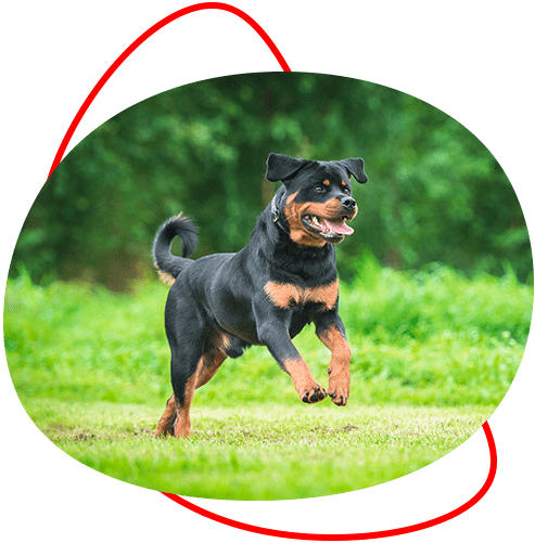 Dommages corporel après morsure de chien